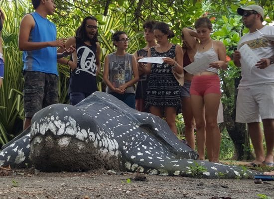 Volunteers with sea turtles in Costa Rica"