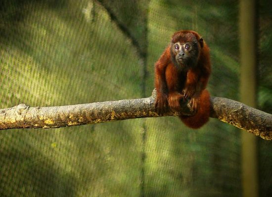 Amazon shelter wildlife"