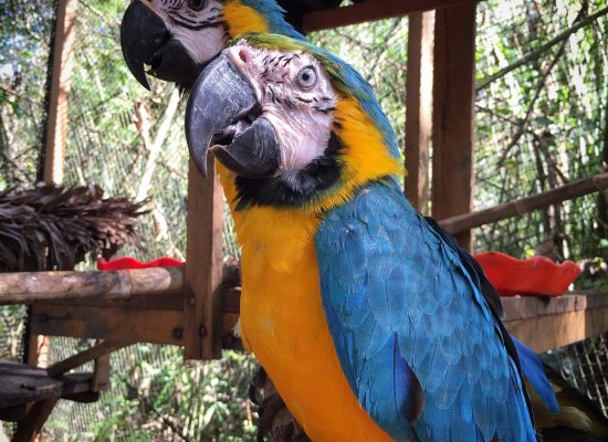 Macaws Peru Amazon shelter"