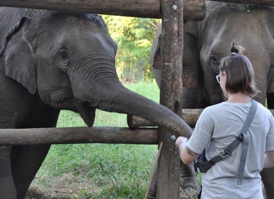 Volunteer at elephant sanctuary in Thailand"