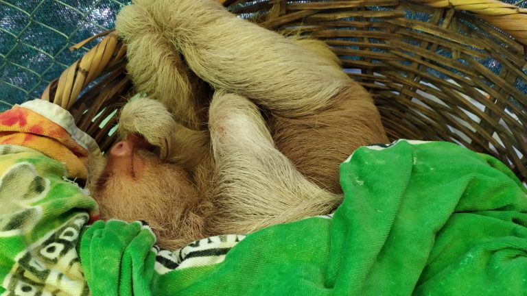Rescued sloths resting at the wildlife sanctuary