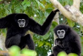 Help Wildlife Thailand"