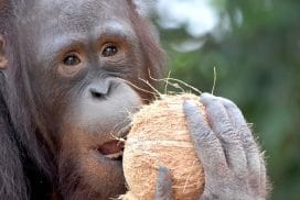 Volunteer with Wildlife Thailand"