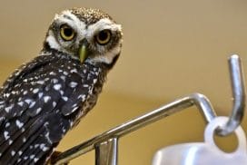 Amazon sanctuary Volunteering"
