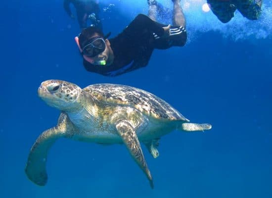 Sea Turtle Conservation Malaysia"