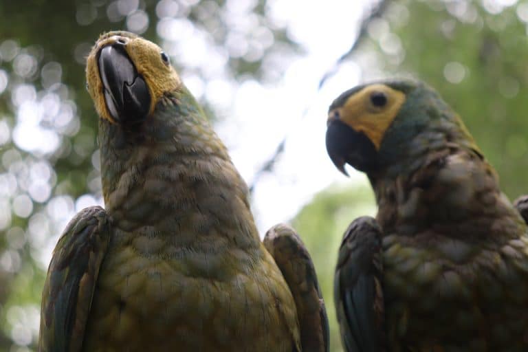 Two rescued macaws at the wildlife sanctuary in Peru