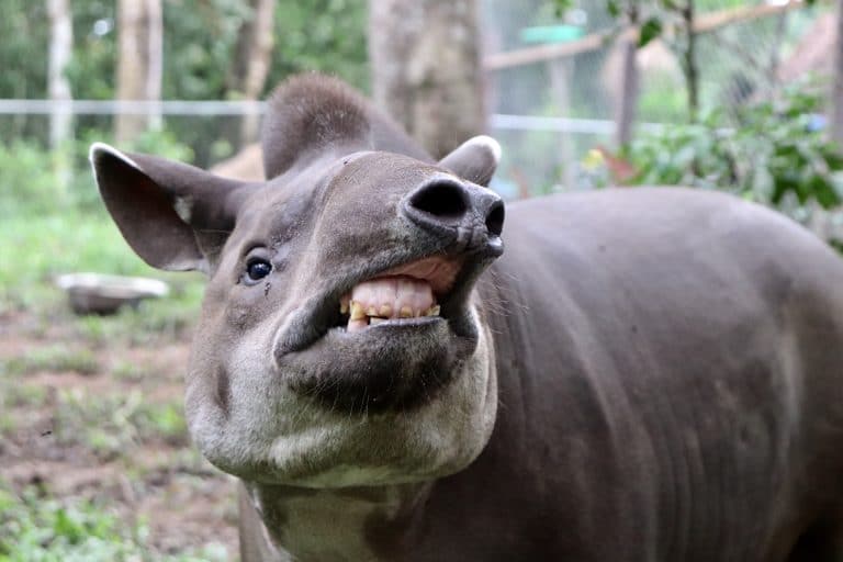 Rescued tapir at the wildlife sanctuary in the Peruvian Amazon