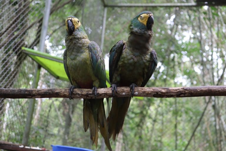 Rescued macaws perching at the sanctuary