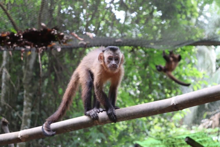 Capuchin monkey on a branch at the sanctuary