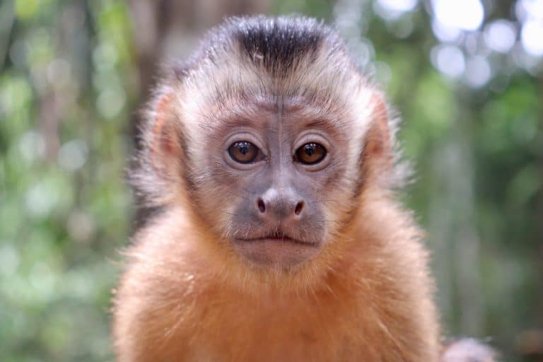 Capuchin monkey at the wildlife sanctuary in Peru