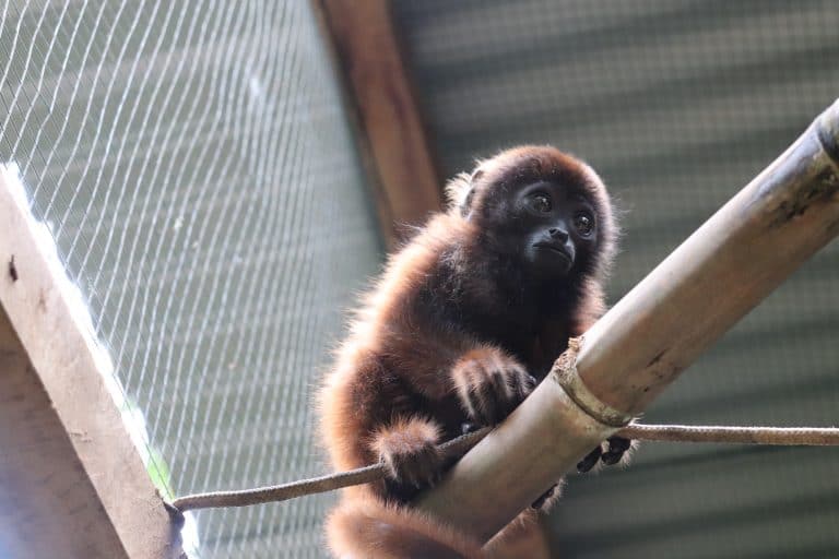 Howler monkey resting in its enclosure