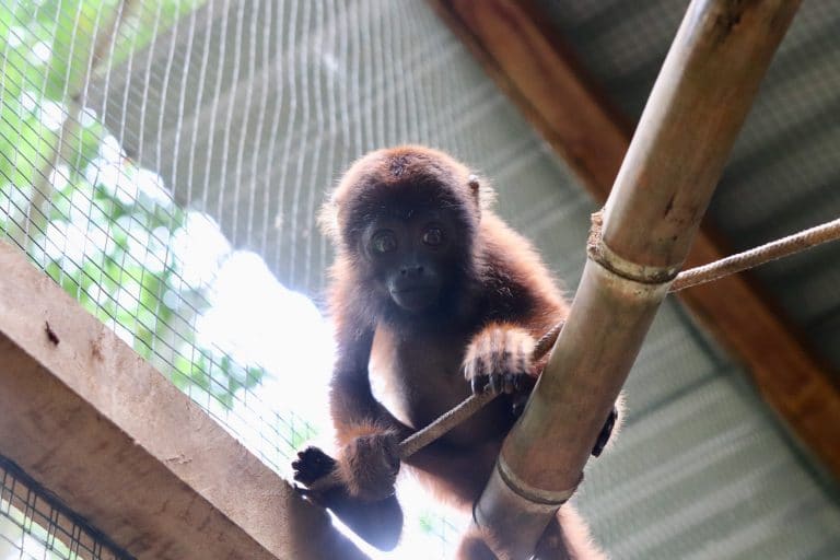 Young howler monkey at the wildlife sanctuary in the Peruvian Amazon