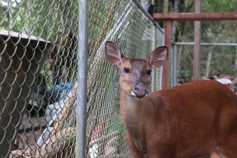 Rescued deer in its enclosure at the sanctuary