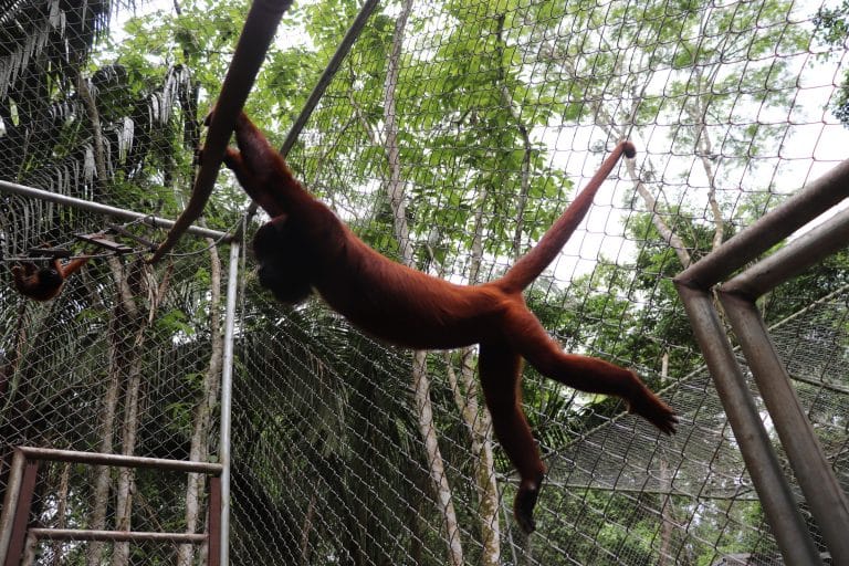 Rescued monkey climbing in its enclosure at the sanctuary