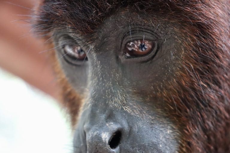 Close-up of a rescued howler monkey at the wildlife sanctuary in Peru