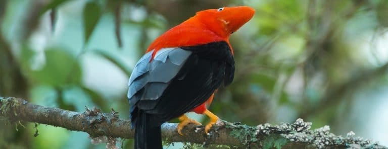 An Andean cock-of-the-rock, Peru's national bird, in Manu
