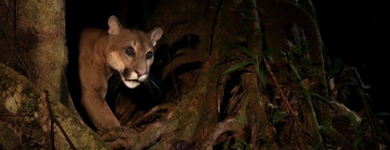 A puma caught on a camera trap in the Manu rainforest
