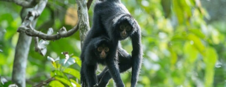 A spider monkey in the rainforest canopy in Manu