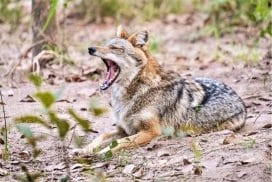 Laos Wildlife - wolf"