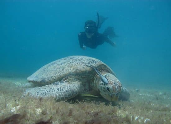 Turtle Snorkel Surveys"