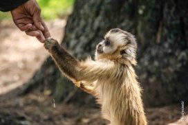 Animal rescue abroad"