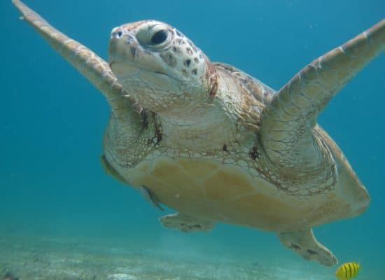 Malaysia Sea Turtle"