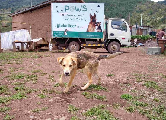 Peru dog rescue mobile clinic"