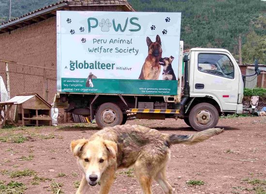Peru dog rescue mobile veterinary clinic"