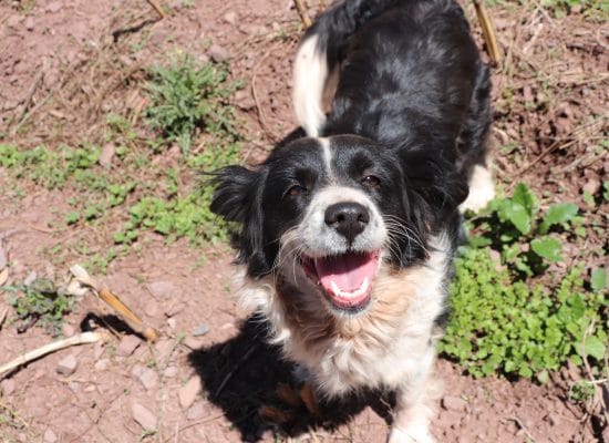 A joyful rescued dog, the result of consistent volunteer kindness"
