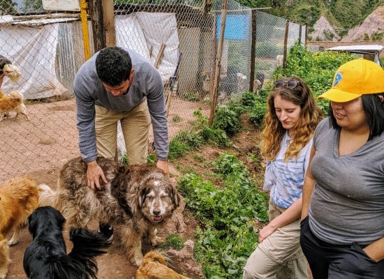 Volunteers at the dog shelter"