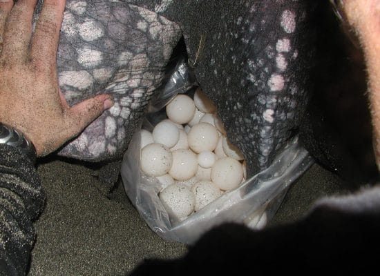 Eggs of Leatherback turtle"