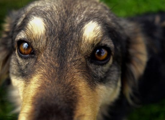 Close-up of a street dog's watchful eyes"
