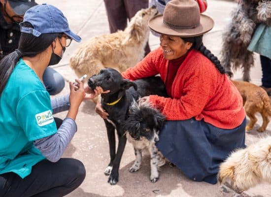 PAWS Peru helping street dogs"