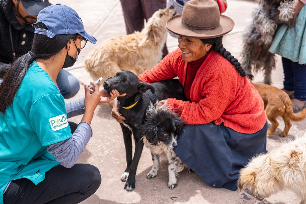 Dog Welfare in Peru