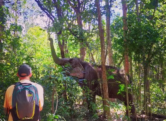 Observing Elephnats Behaviour"
