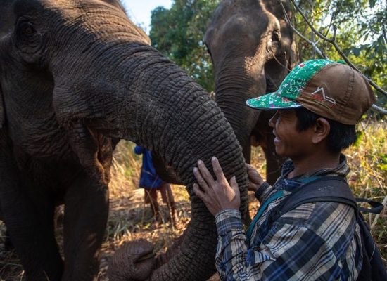 Local man with elephant"