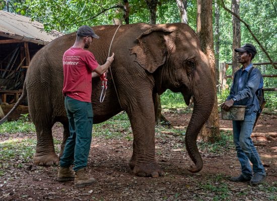 volunteer with elephants"