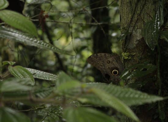 volunteer in Amazon"