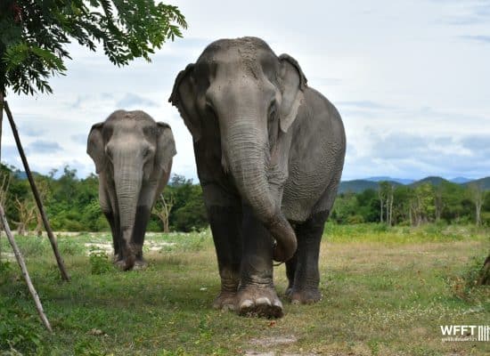 Asia Elephants rescued in Thailand"