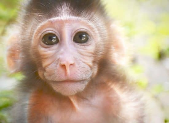 Baby Monkey in Thailand"
