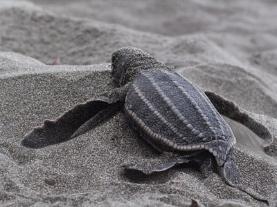 Baby Turtle Release"