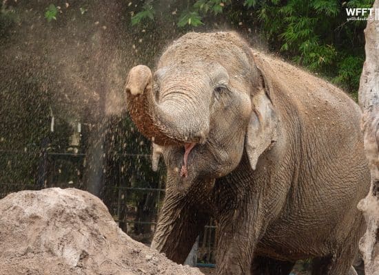 Baby rescued elephant at the Thai sanctuary"