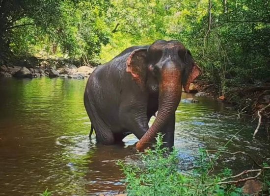 Cambodian Elephant in the river"