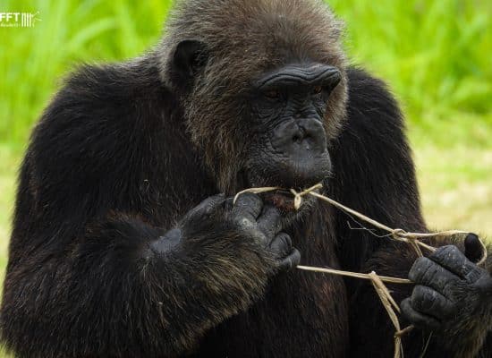 Chimp rescued from Trafficking"