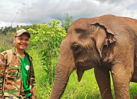 Elephant Mahout in Cambodia"