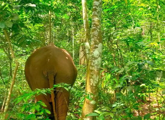 Elephant at an Ethical Sanctuary Roaming the Forest"