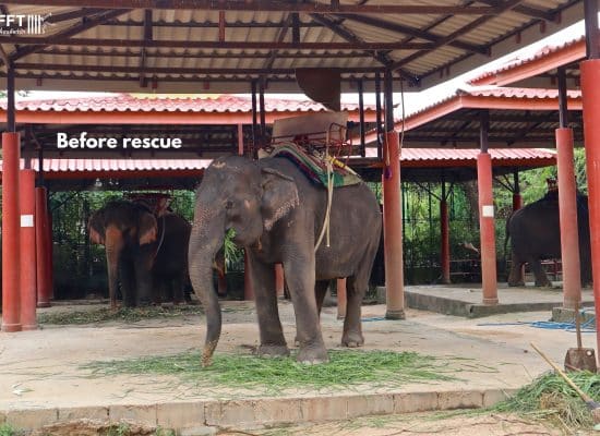 Elephant before being rescued"