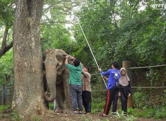 Elephant care team in Thailand"