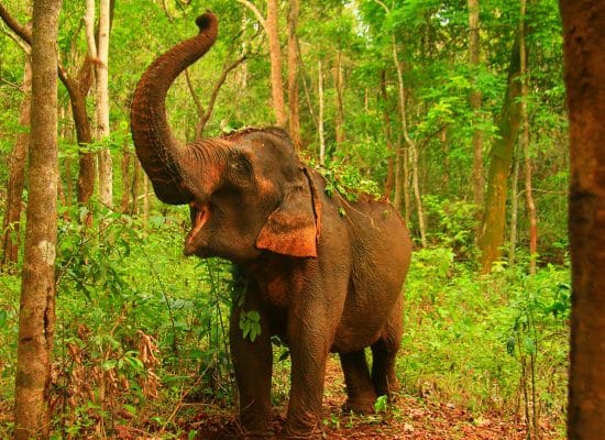 Elephant in the Cambodia Sanctuary