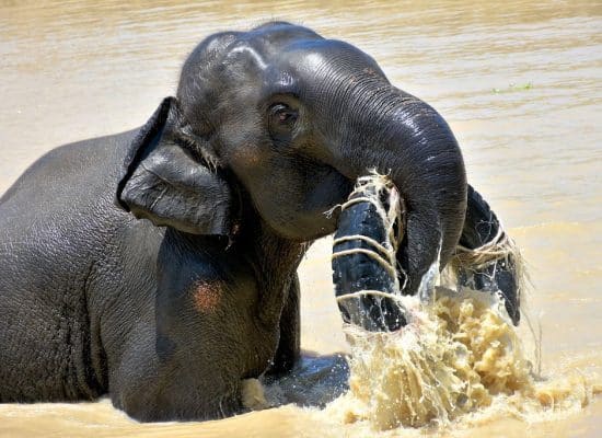 Elephant playing in the lake"